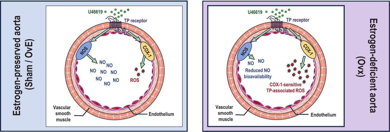 Graphical abstract from Biochemical Pharmacology
