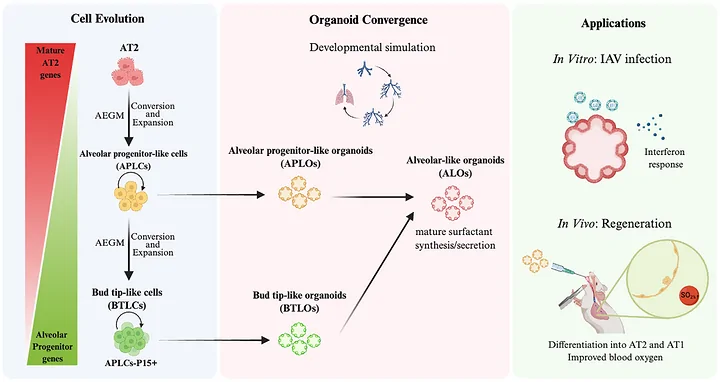 Graphical abstract from Advanced Science