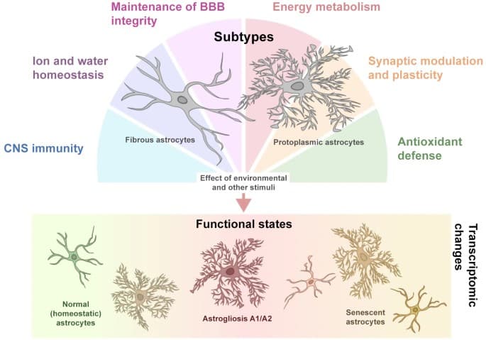 Figure 1 from Biochemistry Biokhimiia