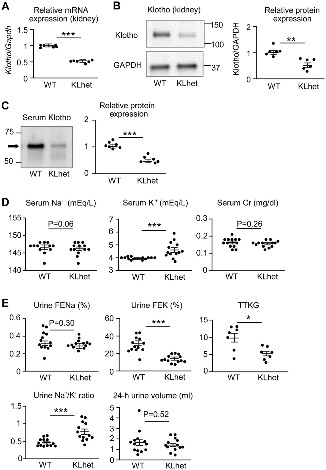 Figure 1. Reduced Klotho expression, hyperkalemia, and impaired urinary potassium excretion in Klotho heterozygous knockout (KLhet) mice.