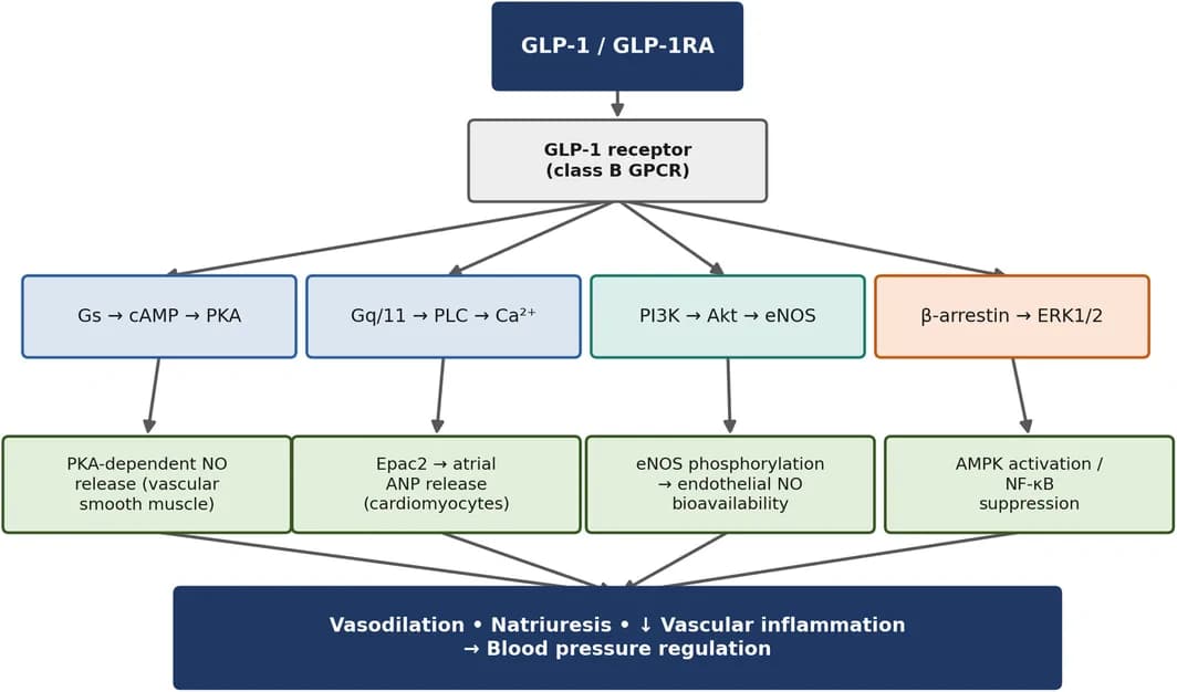 Overview of GLP‐1 receptor intracellular signaling pathways relevant to cardiovascular and blood pressure regulation.