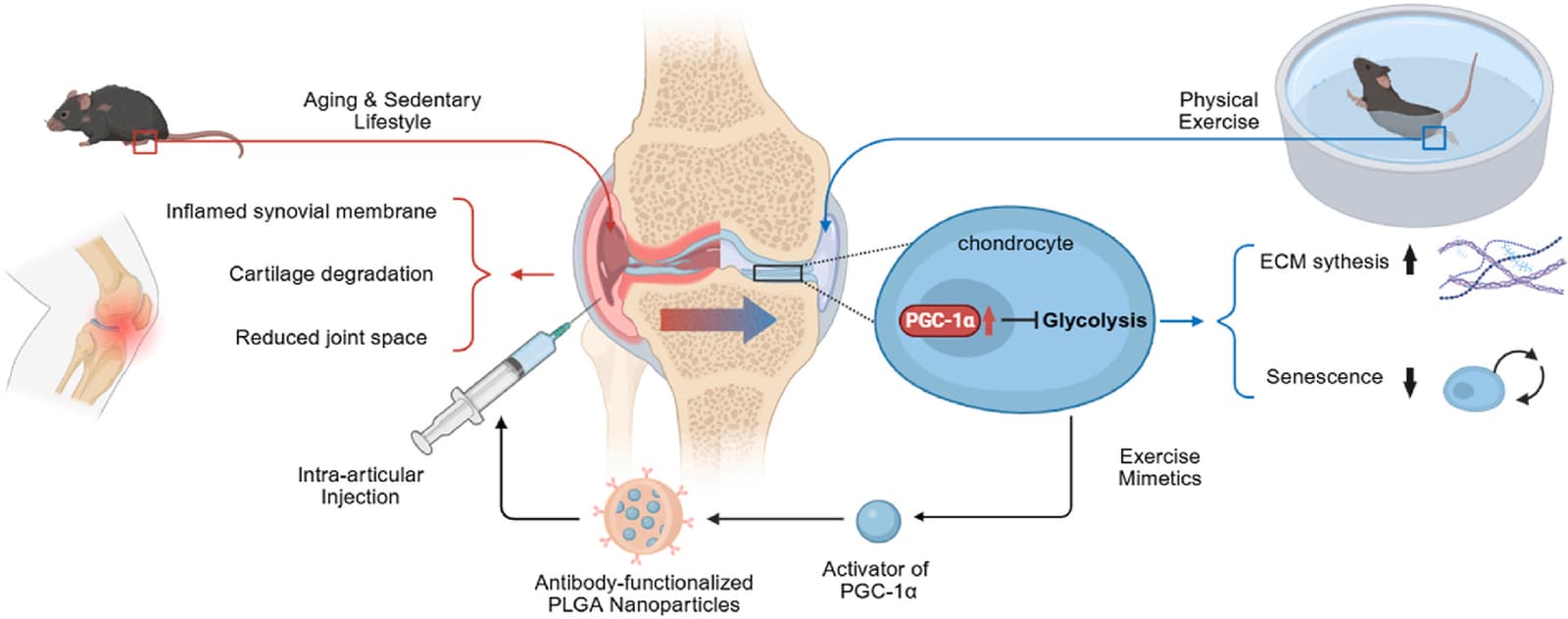 Graphical abstract
