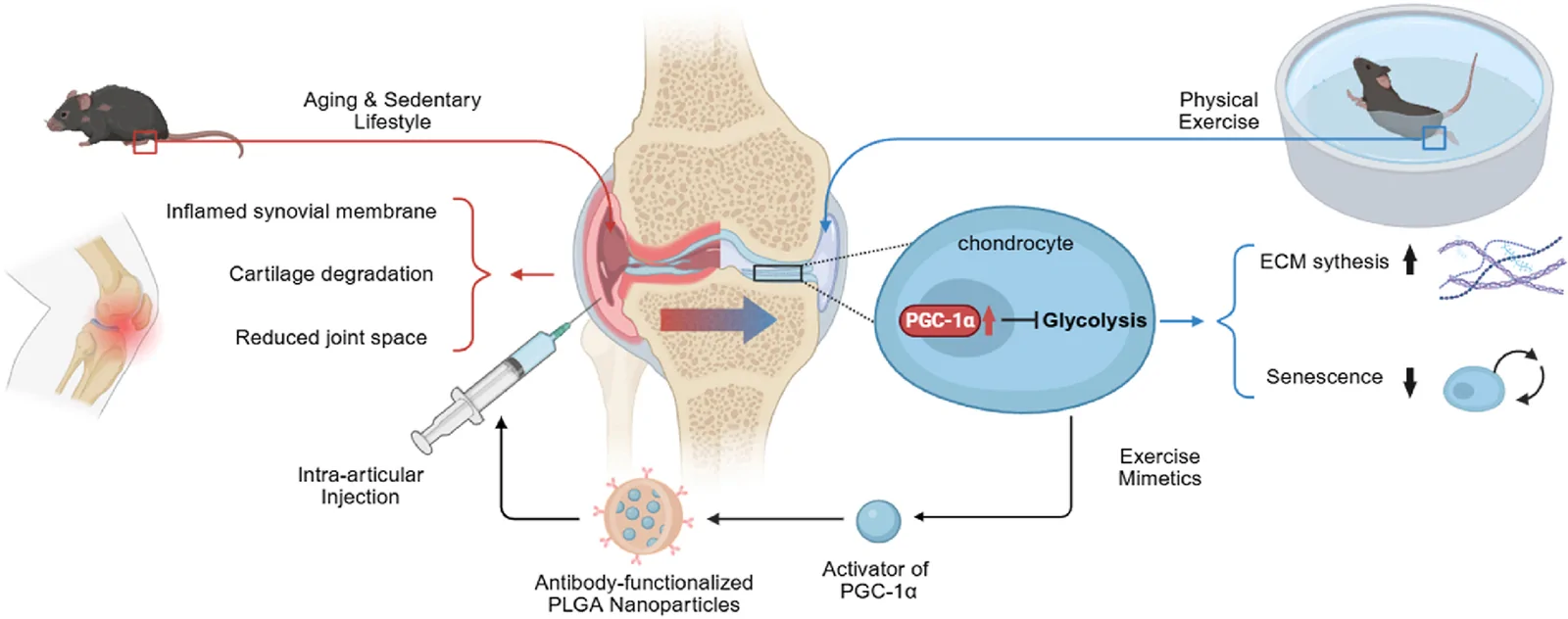Graphical abstract from Journal of Orthopaedic Translation