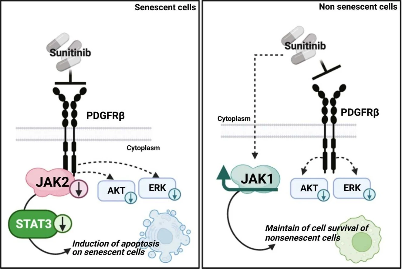 Graphical abstract from Biomedicine & Pharmacotherapy