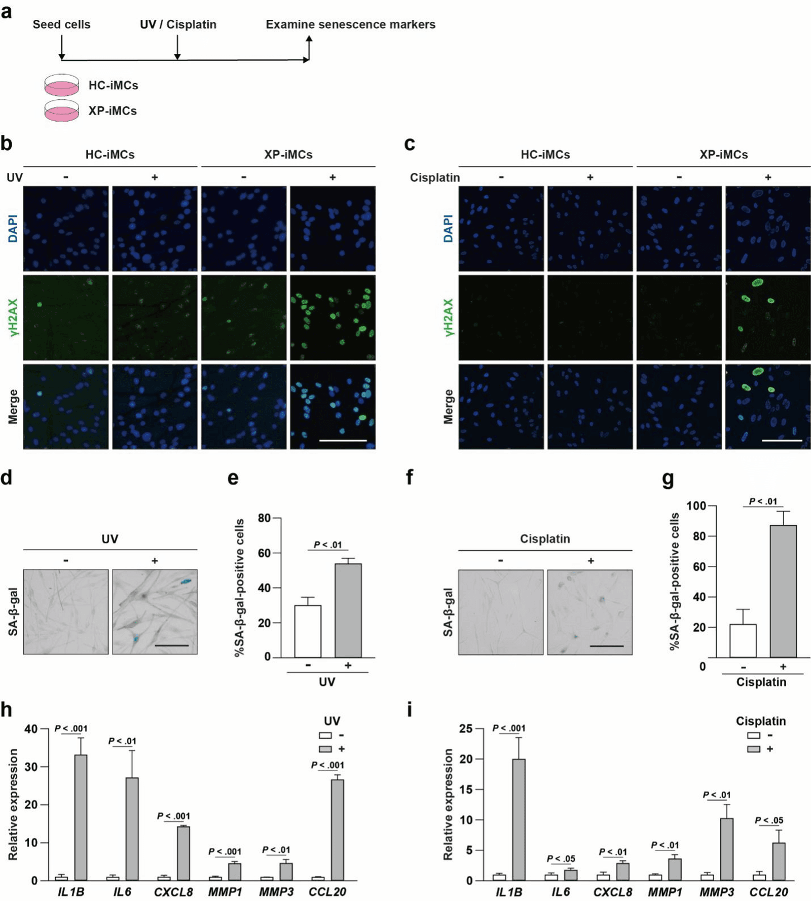 Figure 1 from Stem Cell Research & Therapy