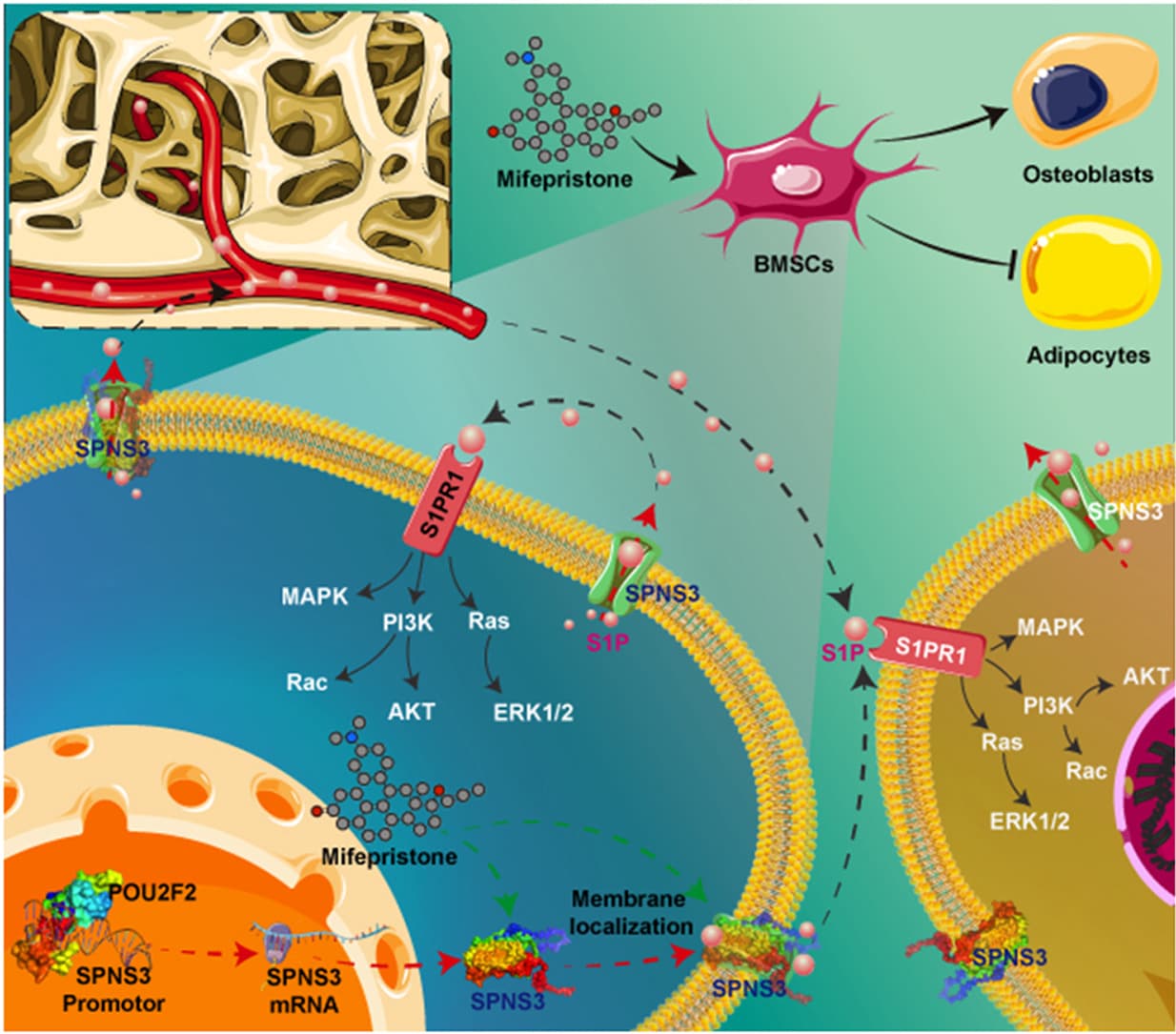 Graphical abstract from Journal of Pharmaceutical Analysis