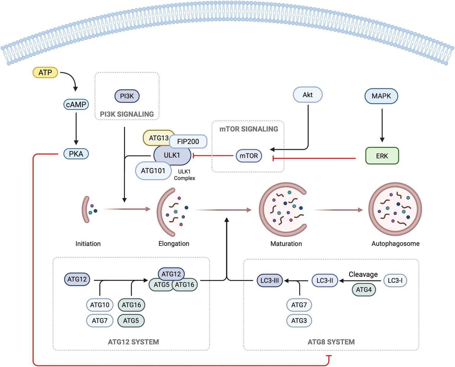 Figure 1 from Frontiers in Aging Neuroscience