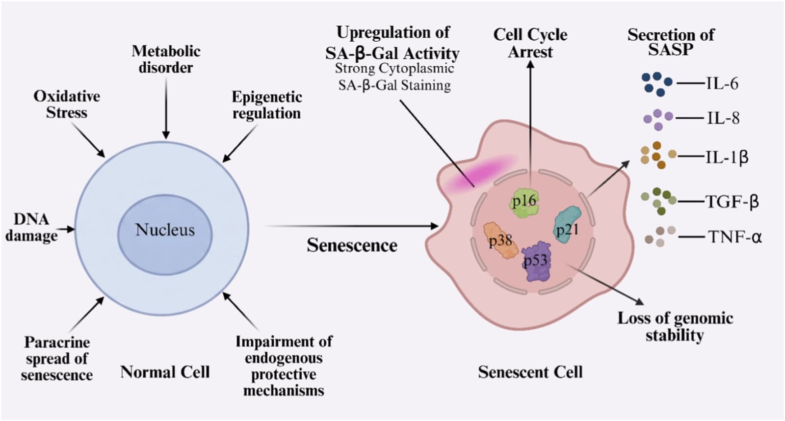 Figure 1 from Frontiers in Cell and Developmental Biology