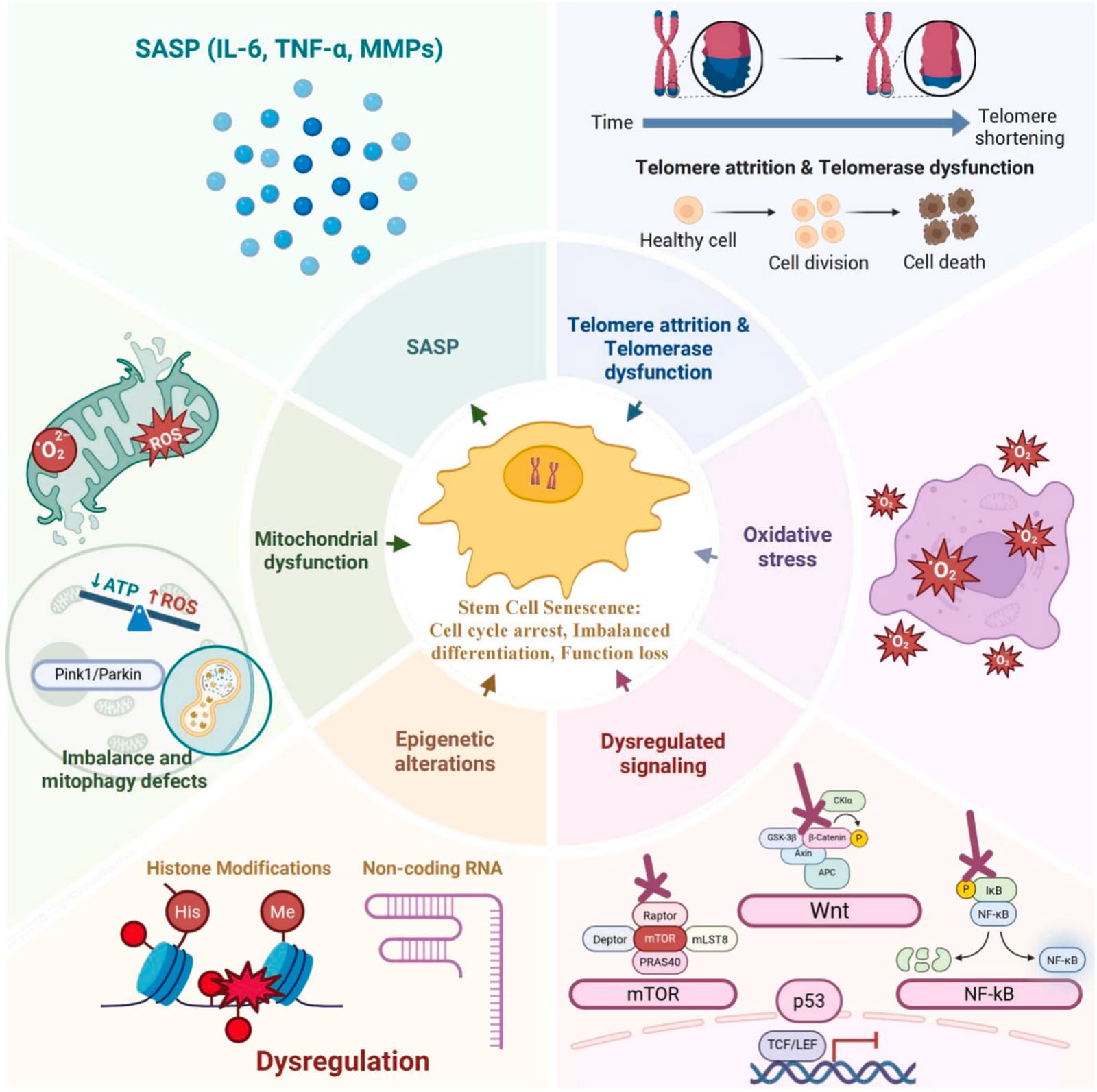 Figure 1 from Regenerative Therapy