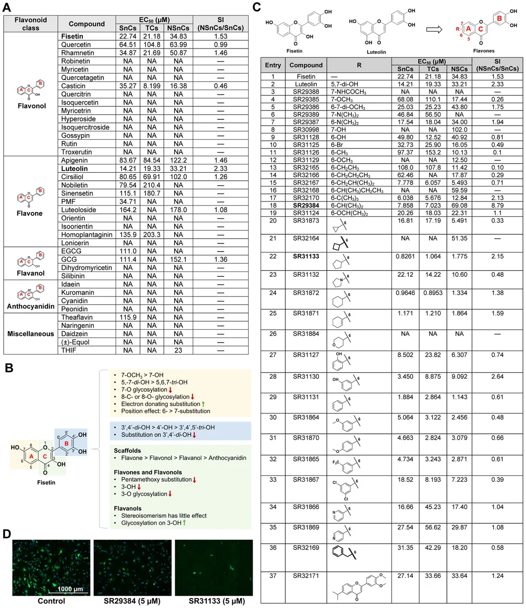 Figure 1. Discovery of novel flavonoid senolytics by phenotypic drug discovery.