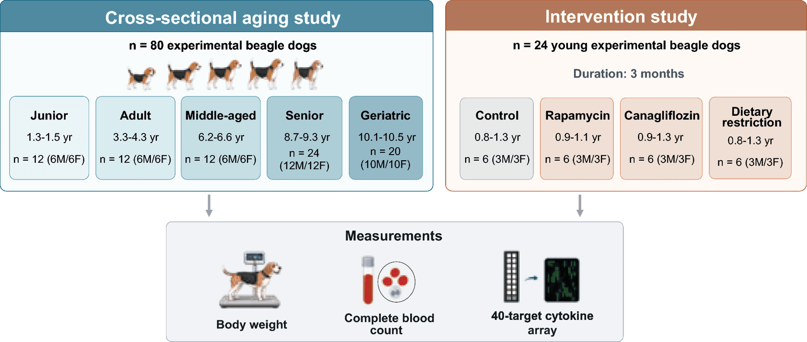 Figure 1 from Biogerontology