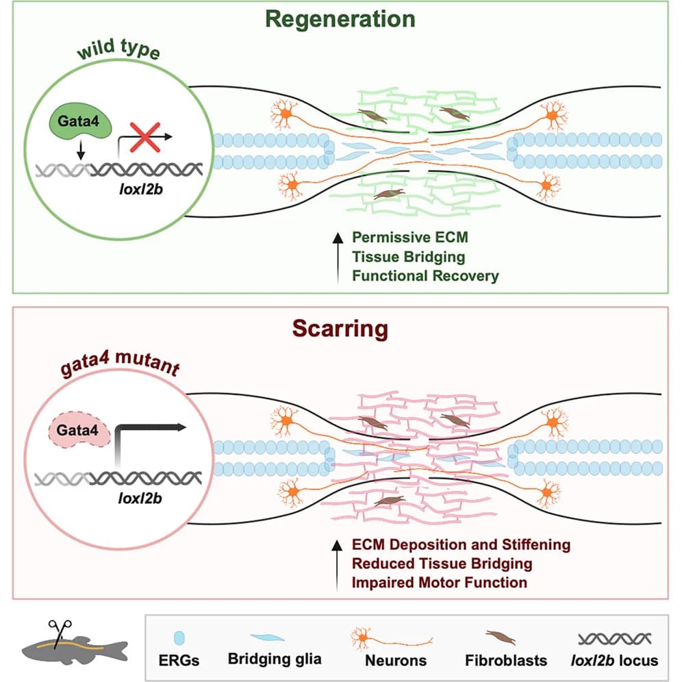 Graphical abstract from Cell Reports