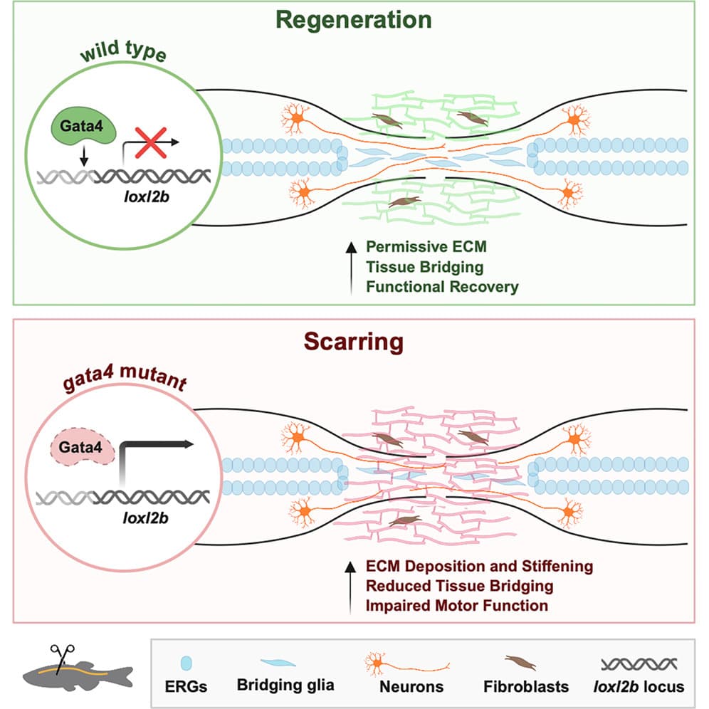 Graphical abstract from Cell Reports