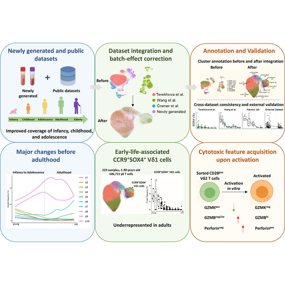 Graphical abstract from Cell Reports