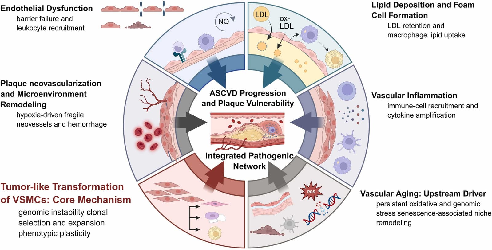 Figure 1 from Ageing Research Reviews