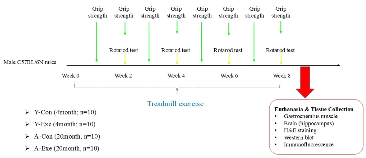 Experimental design. Y-Con, young control group; Y-Exe, young exercise group; A-Con, aged control group; A-Exe, aged exercise group.
