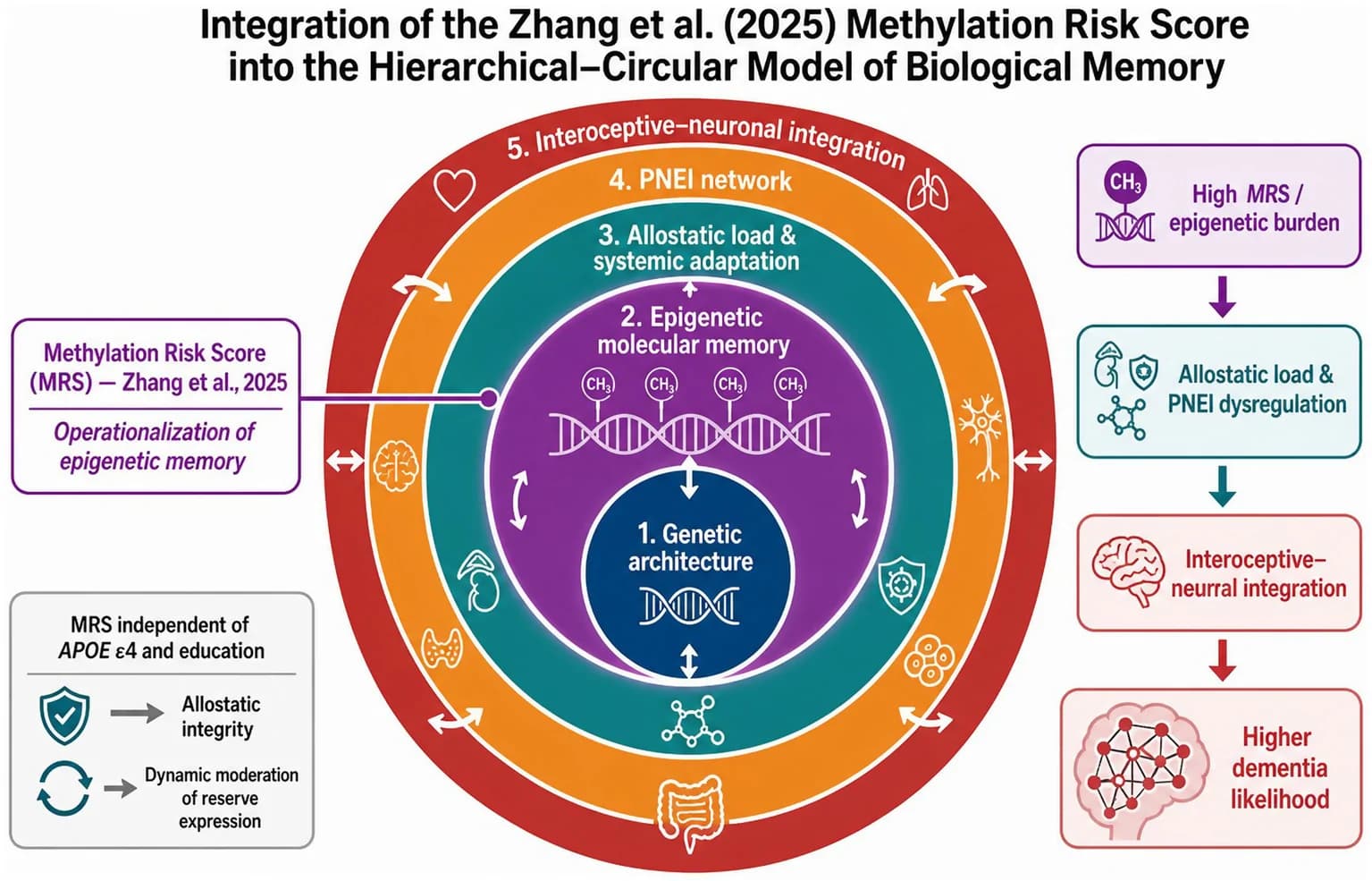 Figure 1. Integration of the Zhang et al. (2025) Methylation Risk Score into the Hierarchical-Circular Model of biological memory.