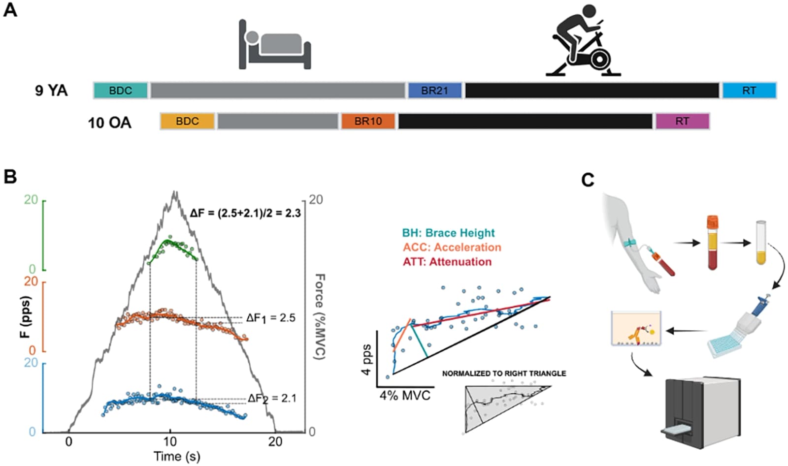 Figure 1 from Frontiers in Physiology