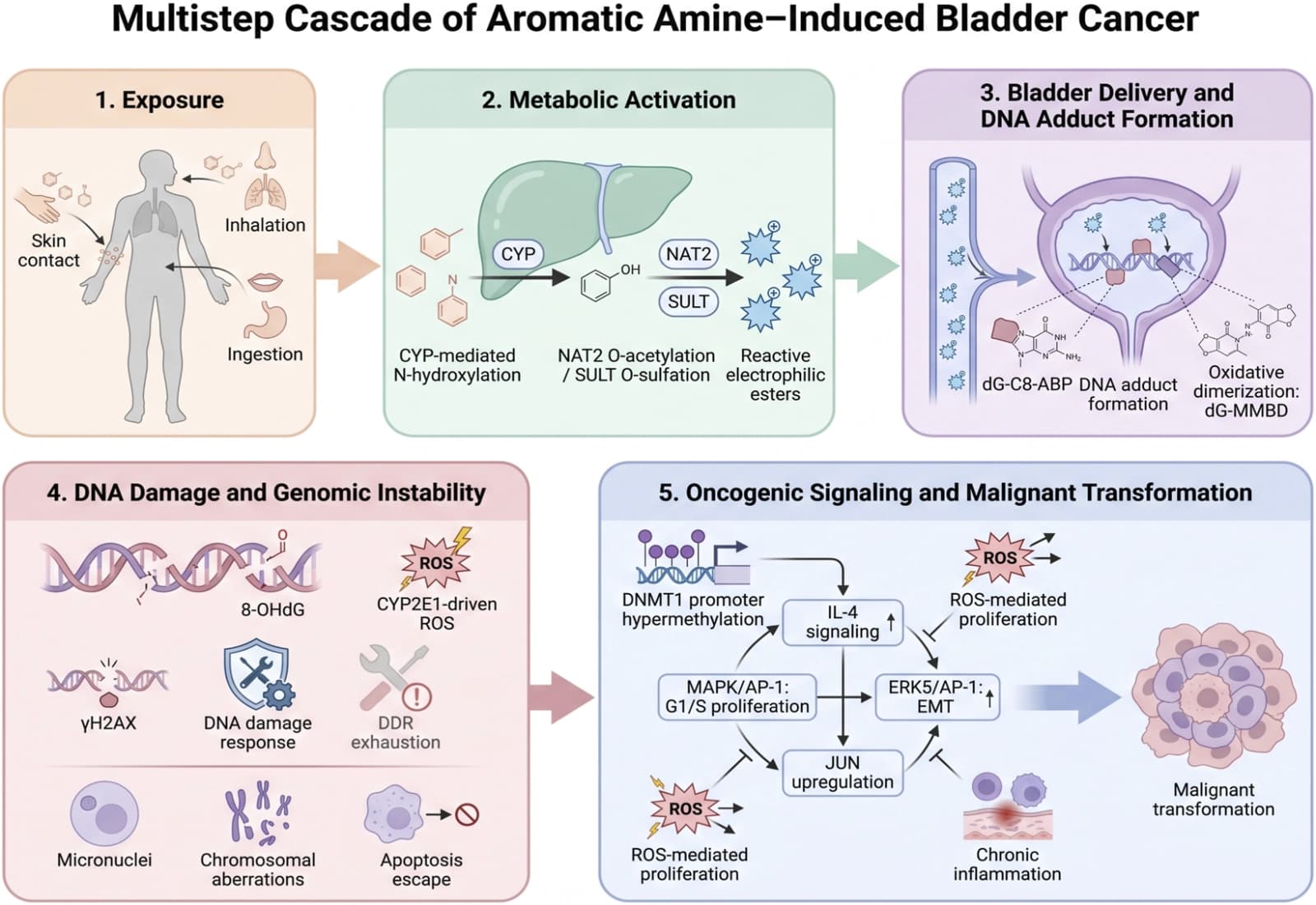 Figure 1 from Frontiers in Cell and Developmental Biology
