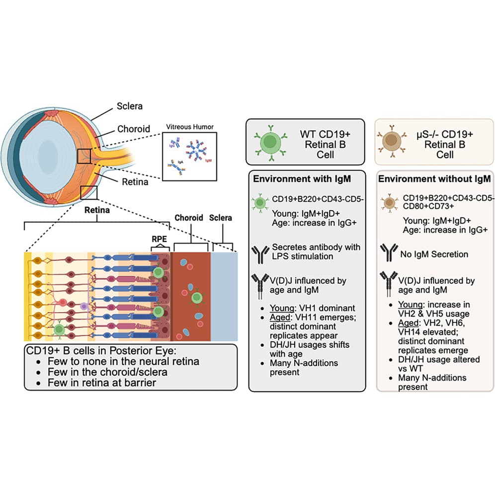 Graphical abstract from iScience