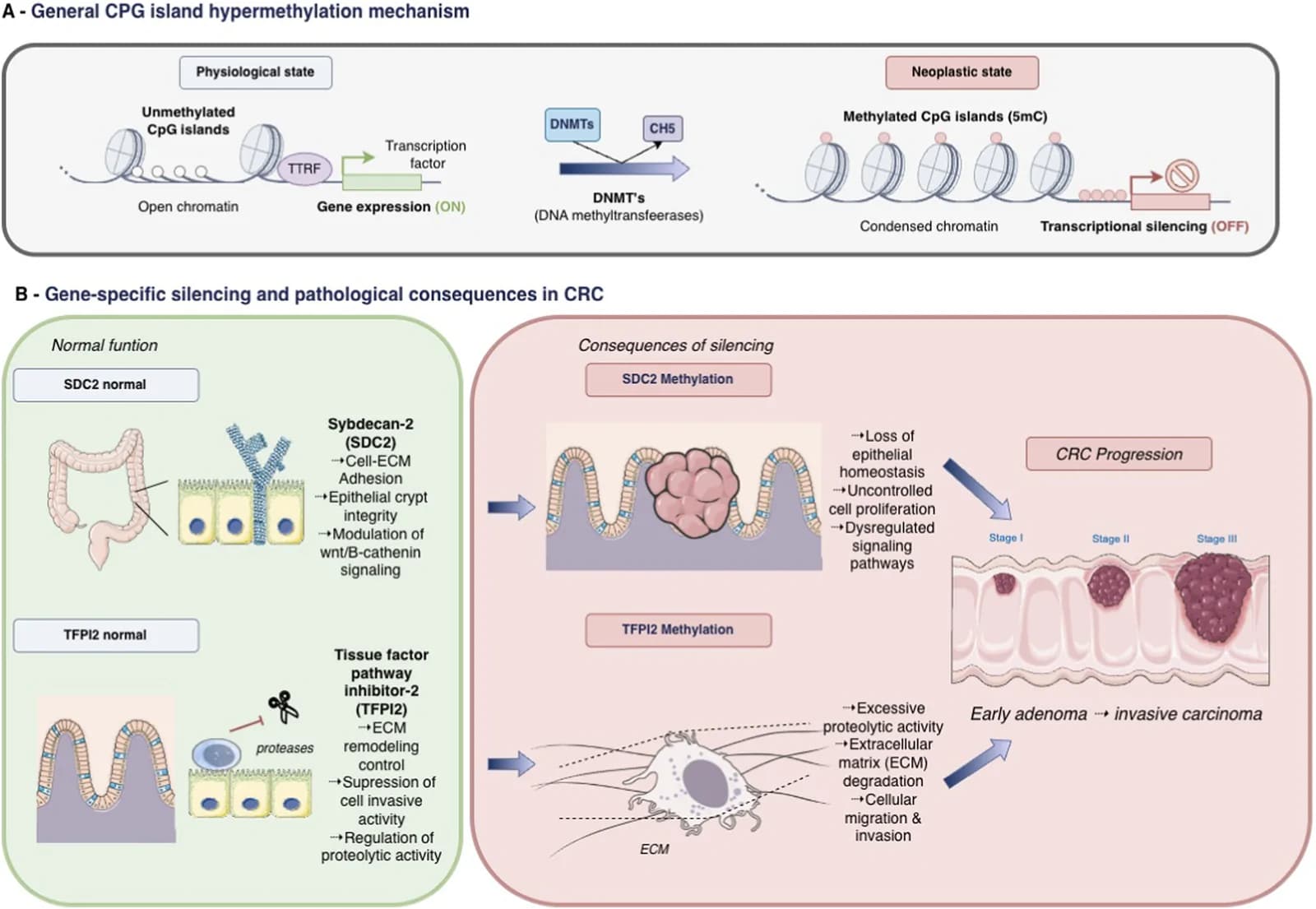 Molecular pathways of epigenetic dysregulation and gene-specific silencing in colorectal carcinogenesis.