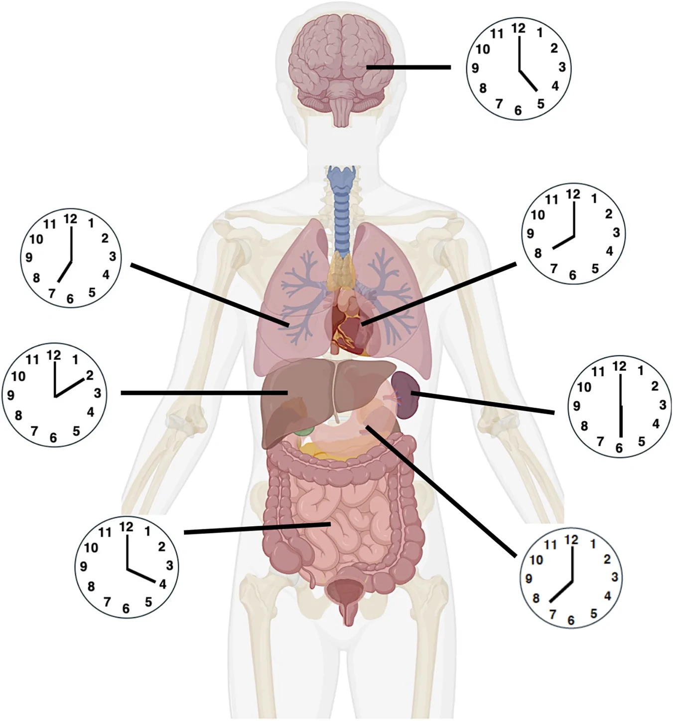 Figure 1. Tissue-specific aging.