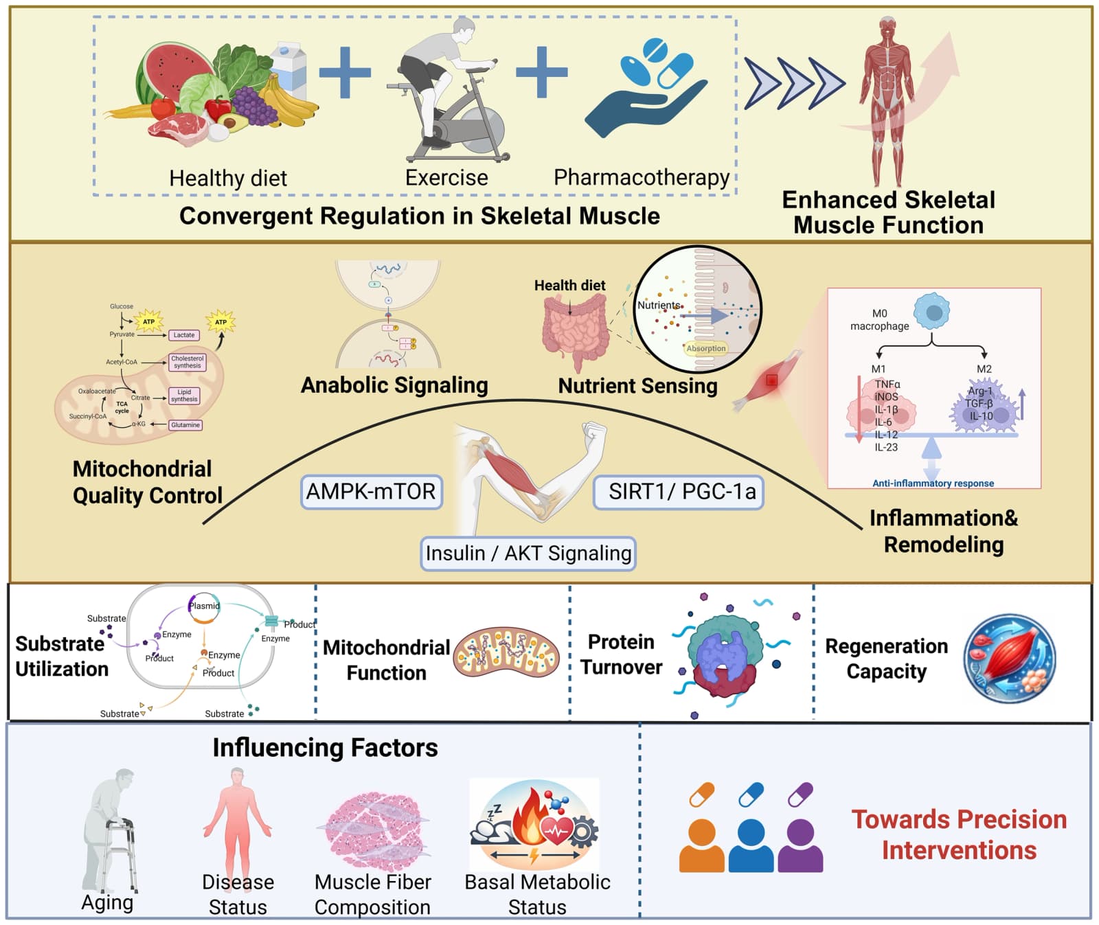 Figure 1 from Frontiers in Physiology