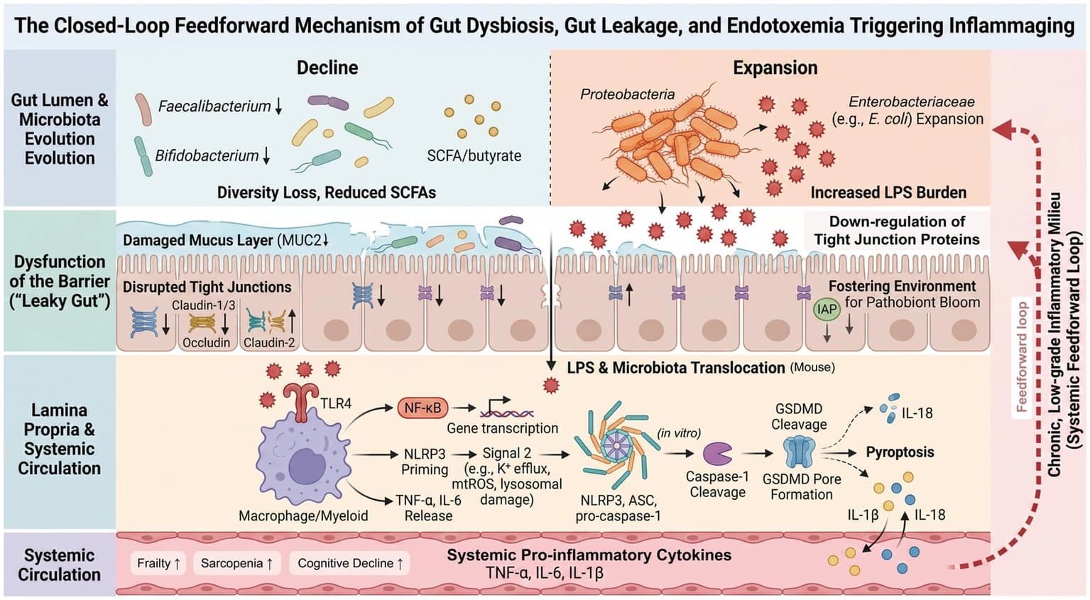 Figure 1 from Frontiers in Nutrition