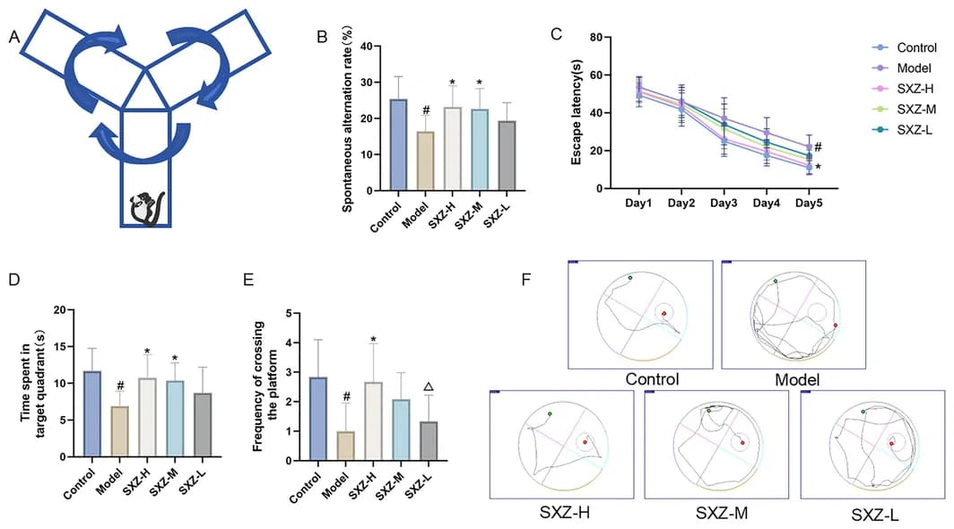 Protective effects of SXZ on cognitive impairment in naturally aging rats.