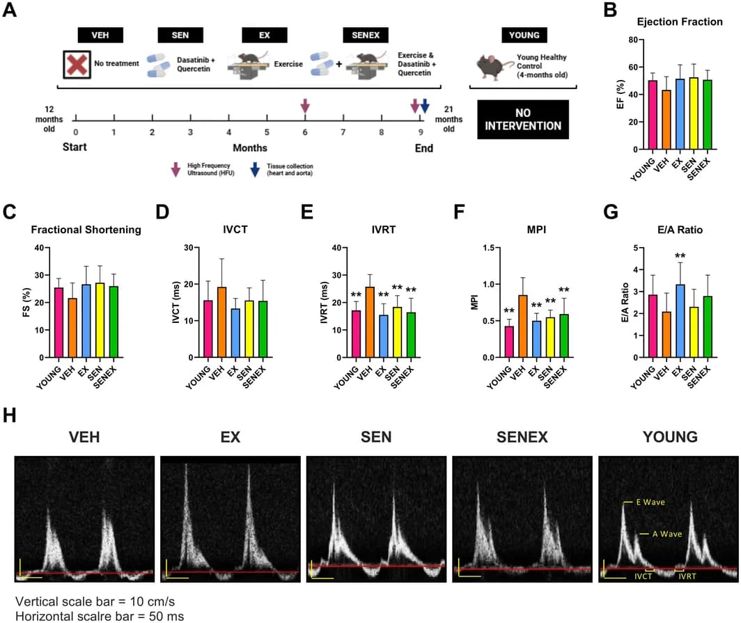 Figure 1. Mice given aerobic exercise, senolytics, or both combined for 9‐months display superior myocardial function to naturally aged mice.