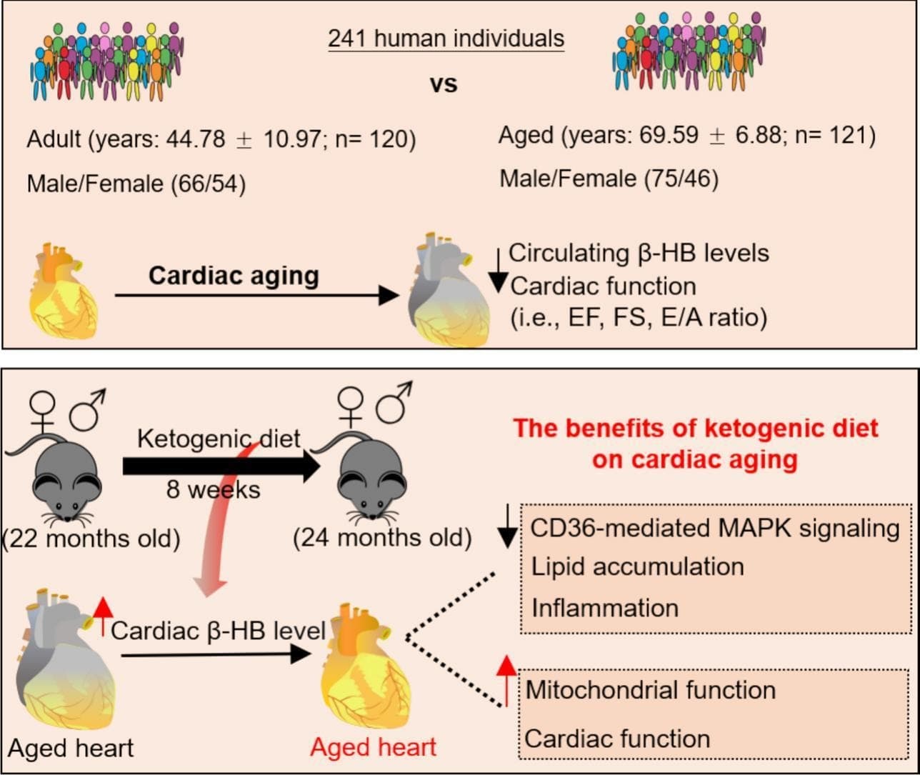 Graphical abstract from Experimental Gerontology