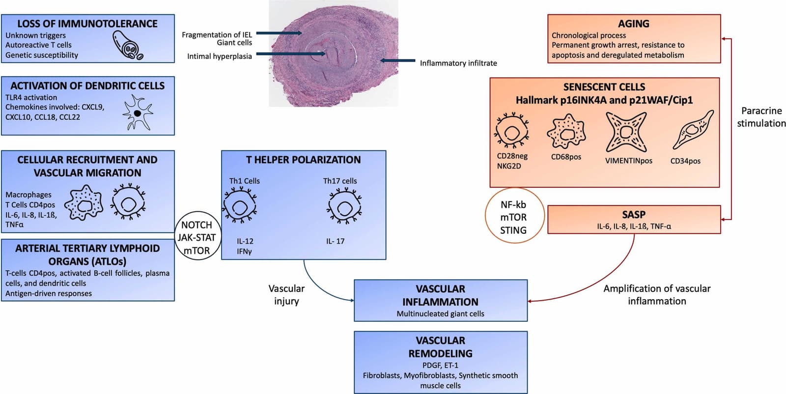 Figure 1 from Ageing Research Reviews