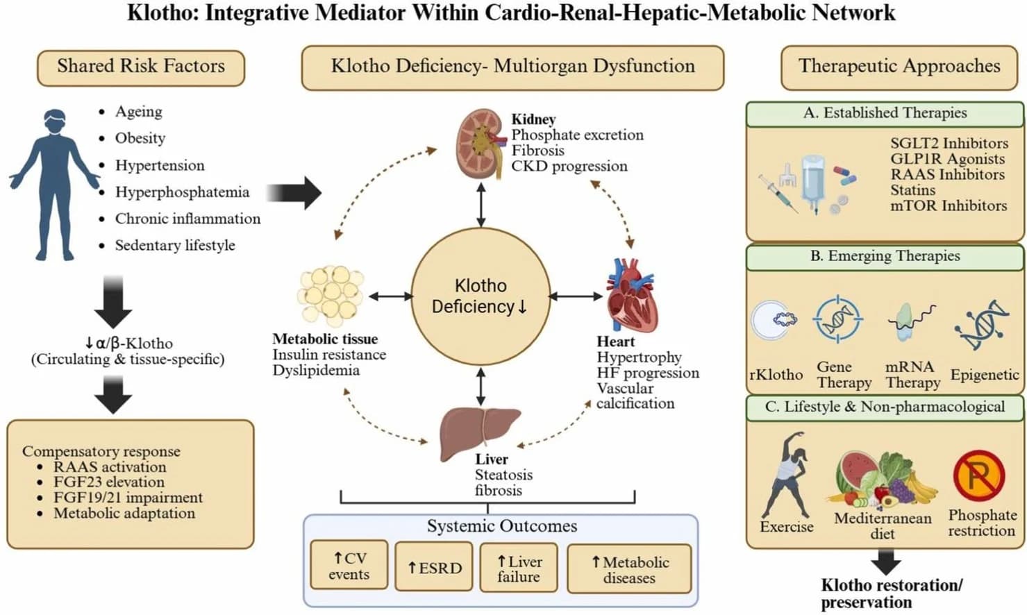 Graphical abstract from Ageing Research Reviews