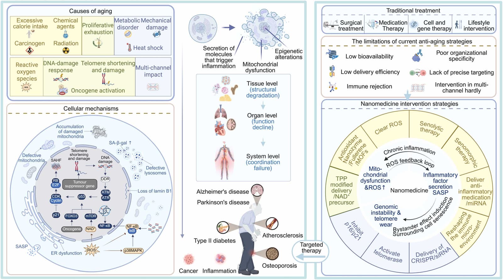 Figure 1 from Ageing Research Reviews