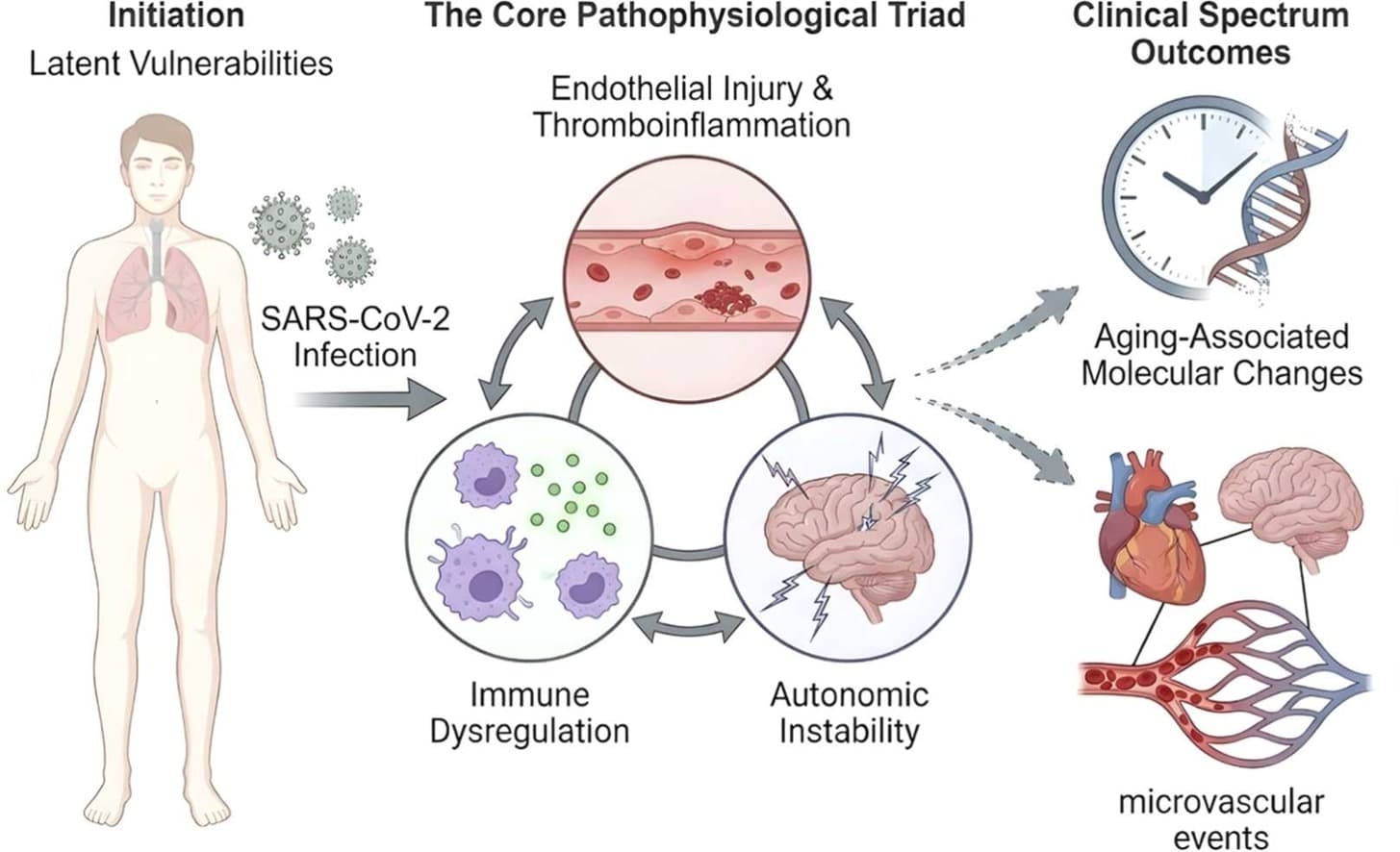 Graphical abstract from Ageing Research Reviews