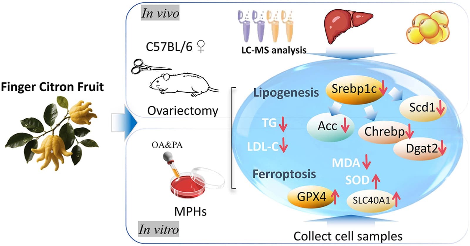 Graphical abstract from Journal of Ethnopharmacology