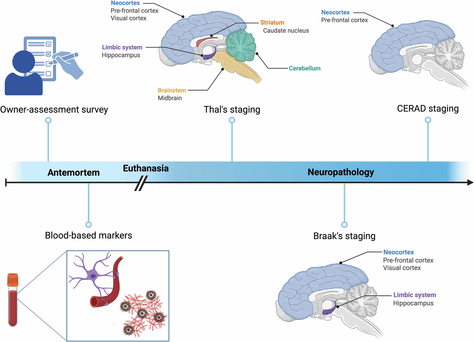Figure 1 from NPJ Dementia