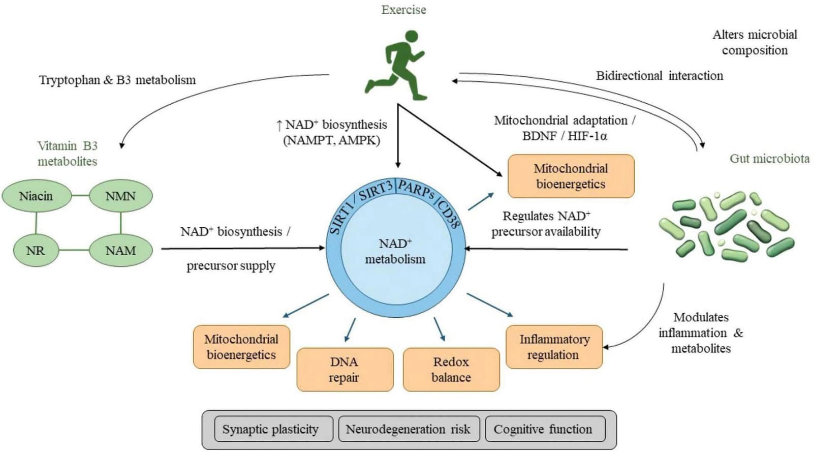 Figure 1 from Frontiers in Nutrition