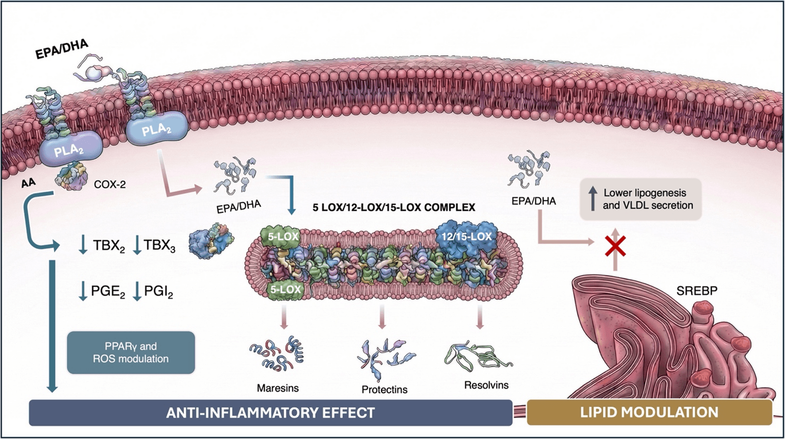 Figure 1 from Cardiovascular Drugs and Therapy