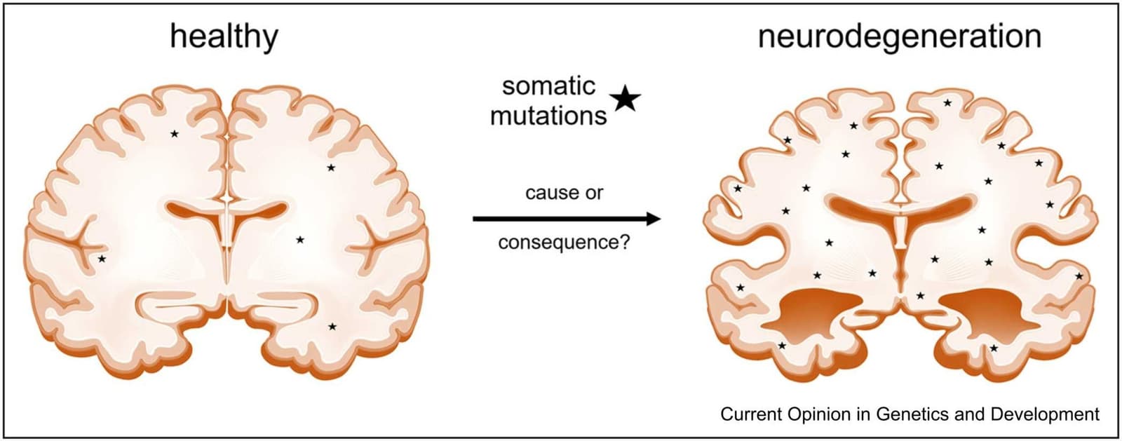 Graphical abstract from Current Opinion in Genetics & Development