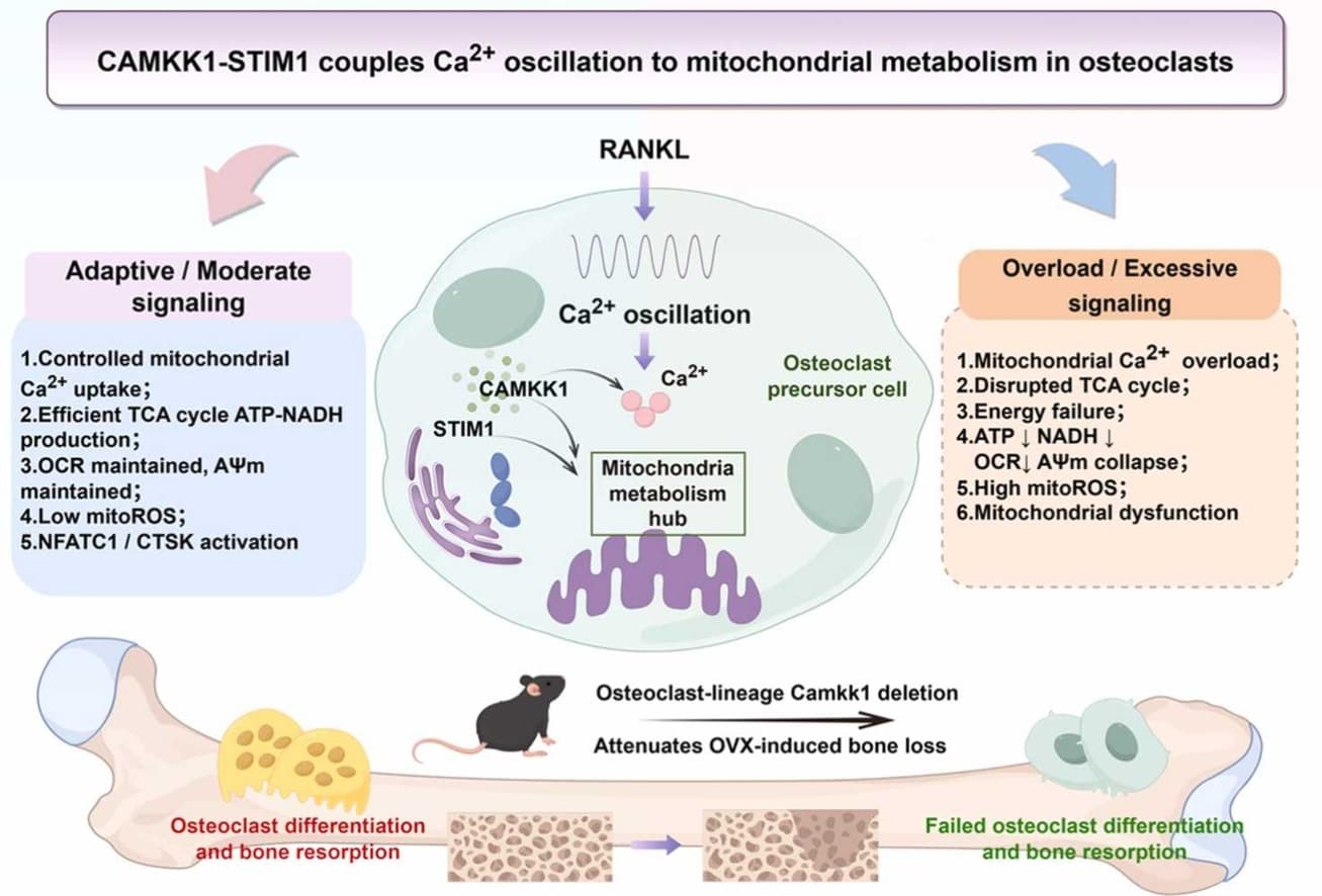 Graphical abstract from Pharmacological Research