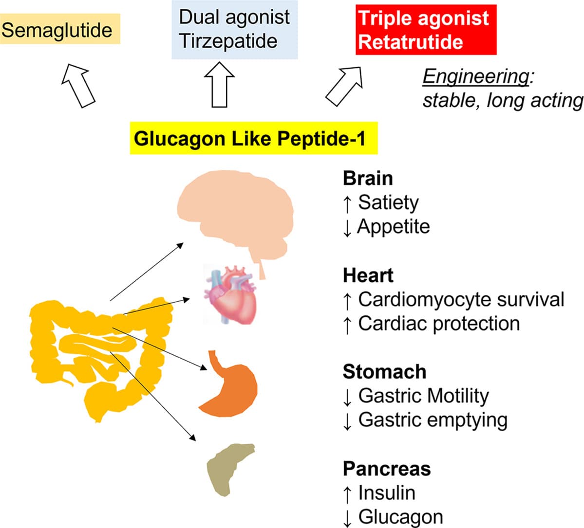 Graphical abstract from European Journal of Pharmacology