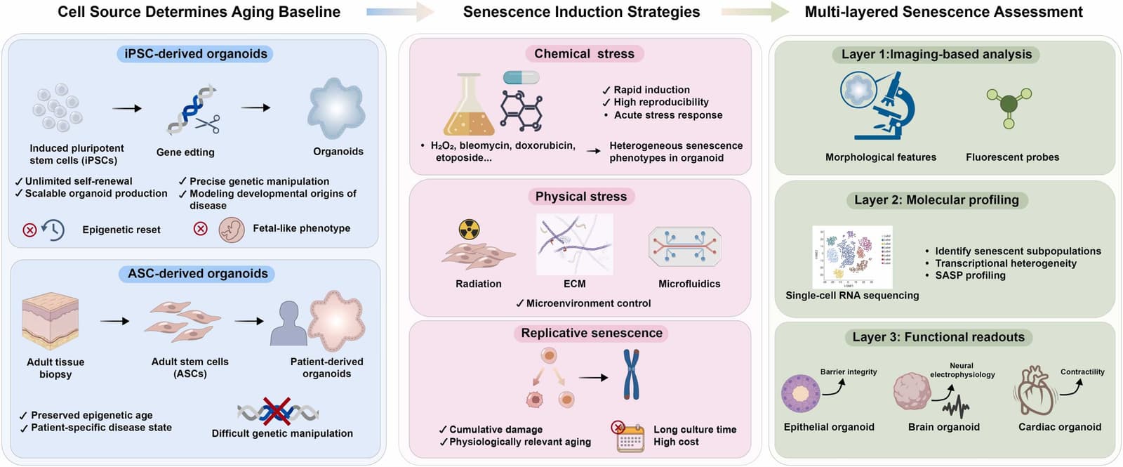 Figure 1 from Ageing Research Reviews