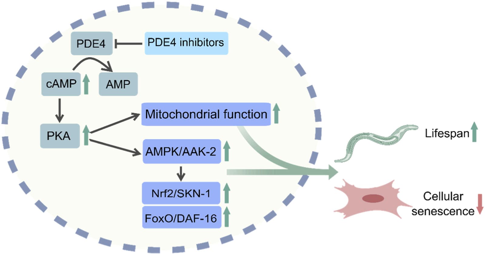 Graphical abstract from Free Radical Biology & Medicine