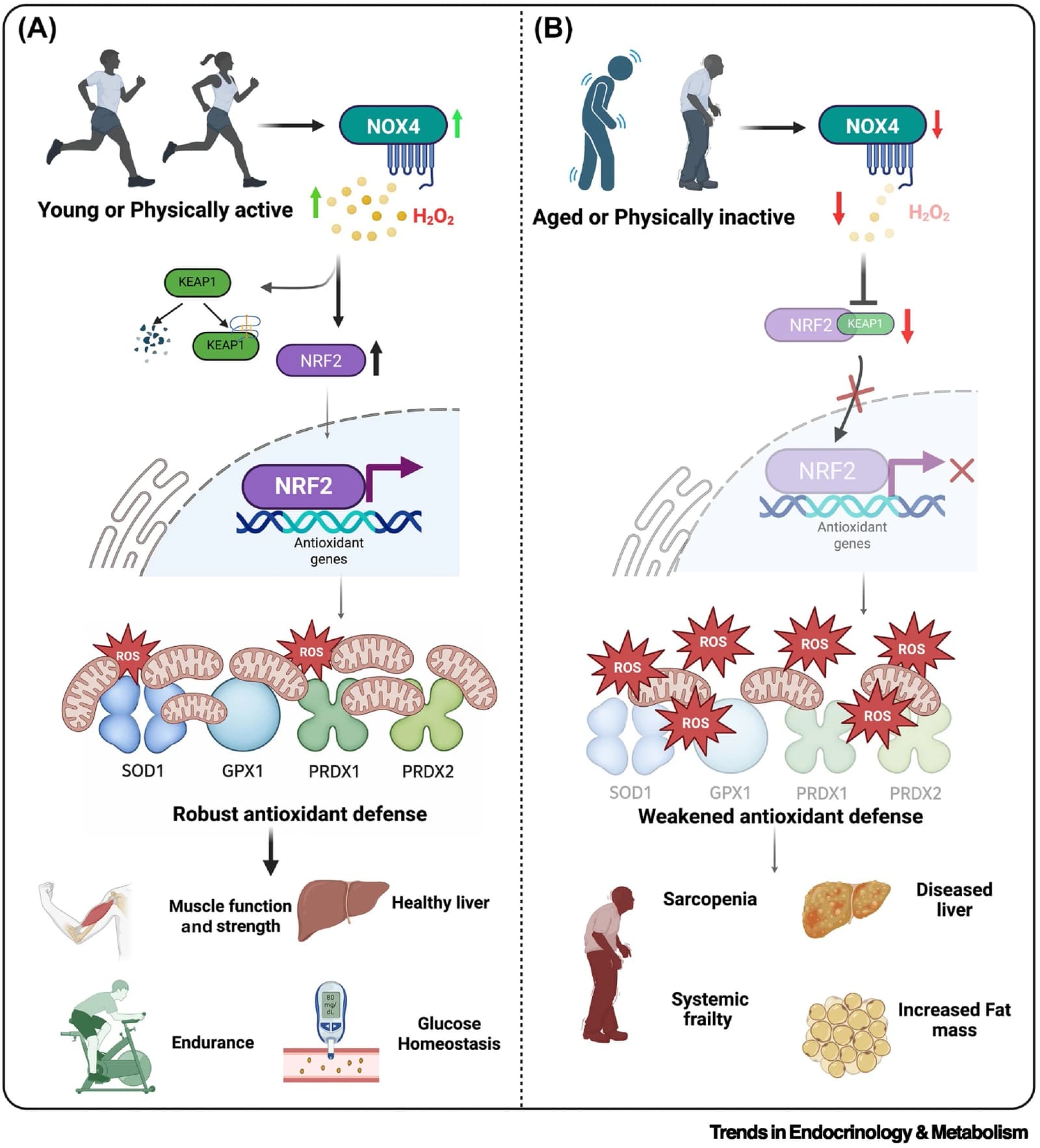 Figure 1 from Trends in Endocrinology and Metabolism