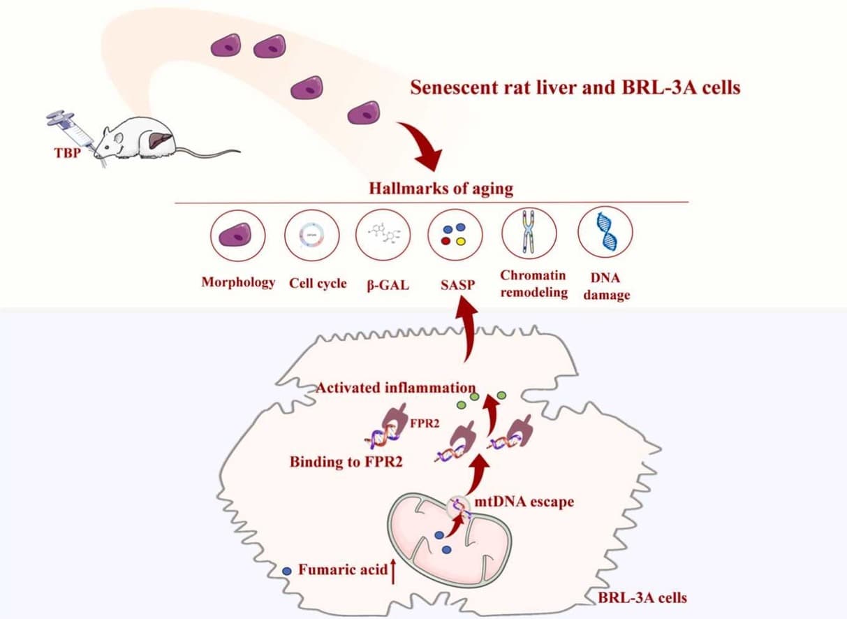 Graphical abstract from Ecotoxicology and Environmental Safety