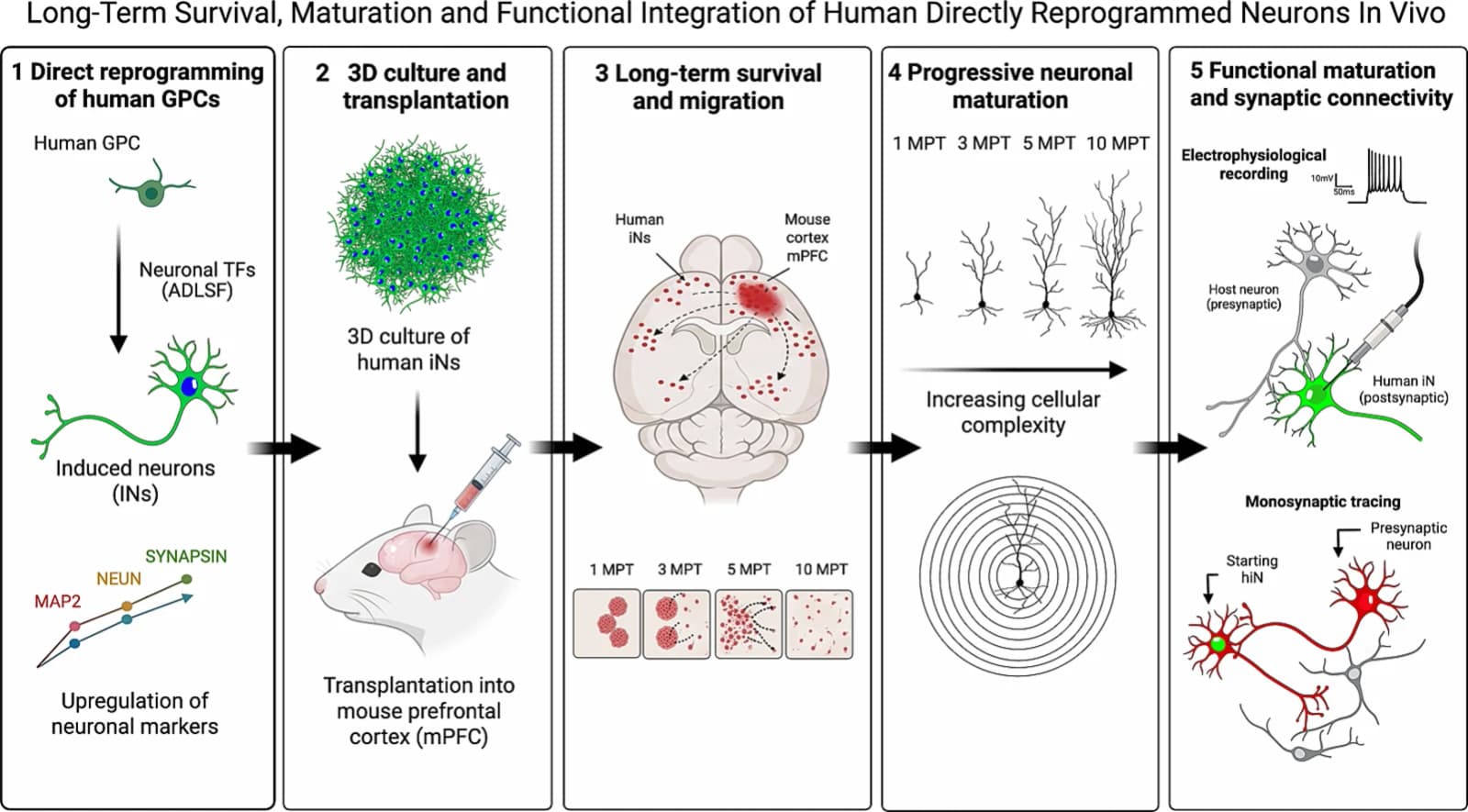 Graphical abstract from Neurobiology of Disease