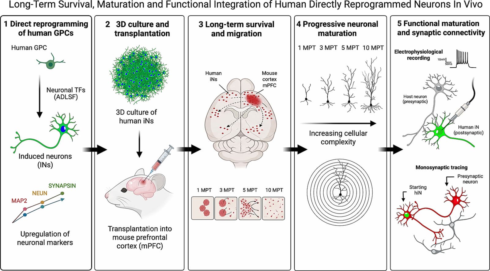 Graphical abstract from Neurobiology of Disease