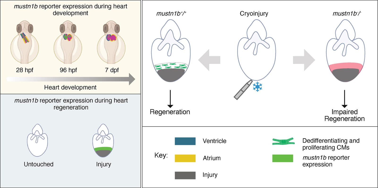 Graphical abstract from Developmental Biology