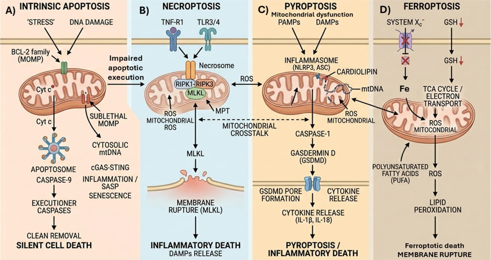 Figure 1 from GeroScience